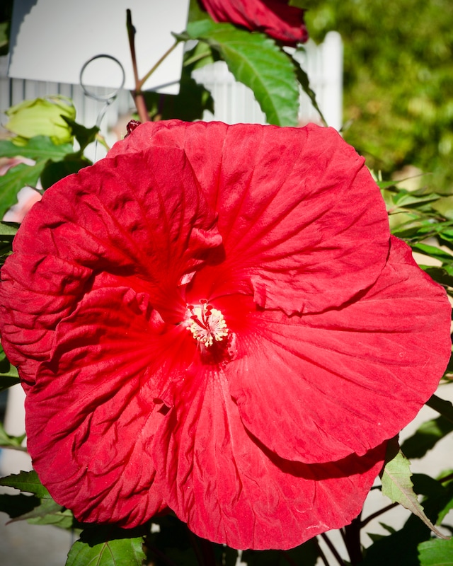 XXL Hibiscus Fire