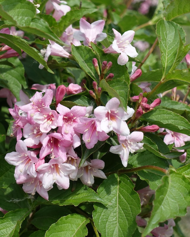 Bienenfreund Weigelia "Big Love"