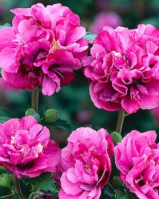 Produktabbildung 1 für Schöner Hibiscus Bicolor