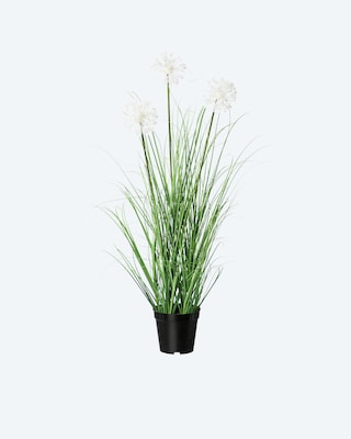 Produktabbildung 1 für Pusteblumen im Topf