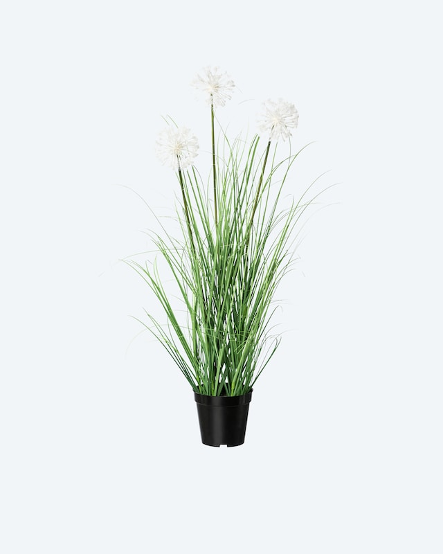 Pusteblumen im Topf