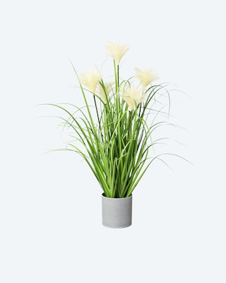 Produktabbildung 1 für Riedgras im Topf, 66 cm