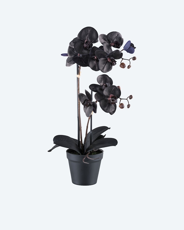 Phalaenopsis im Topf