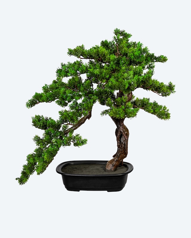 Bonsai Myrte in Schale