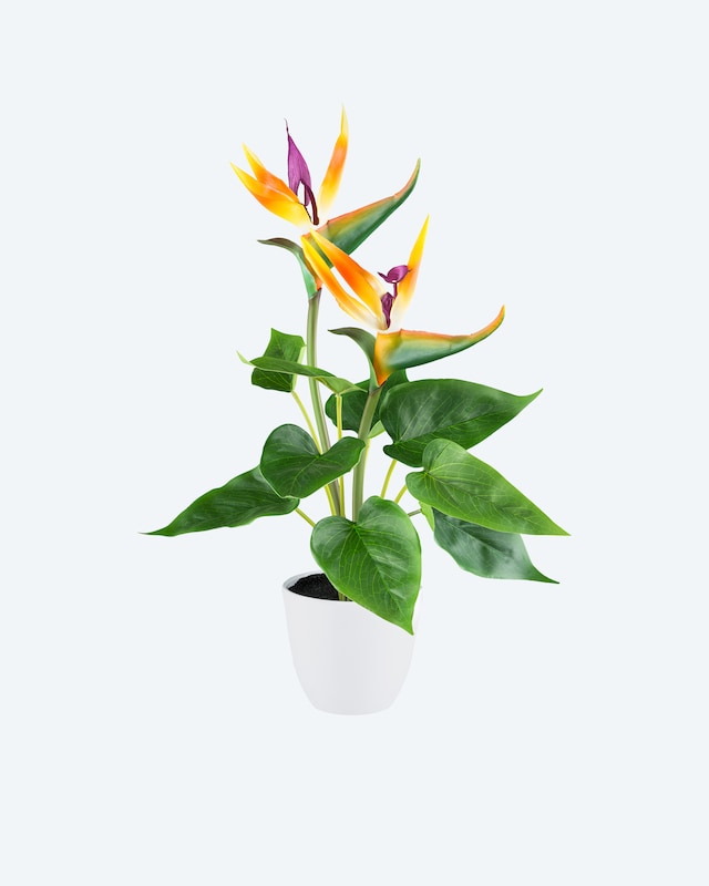 Strelitzia im Kunststofftopf
