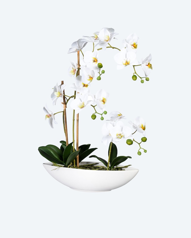 Phalaenopsis im Keramikschiff