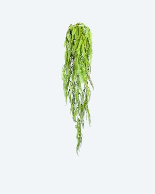 Produktabbildung 1 für Adianthumhänger, 105 cm