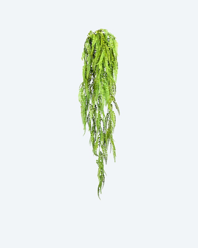 Adianthumhänger, 105 cm