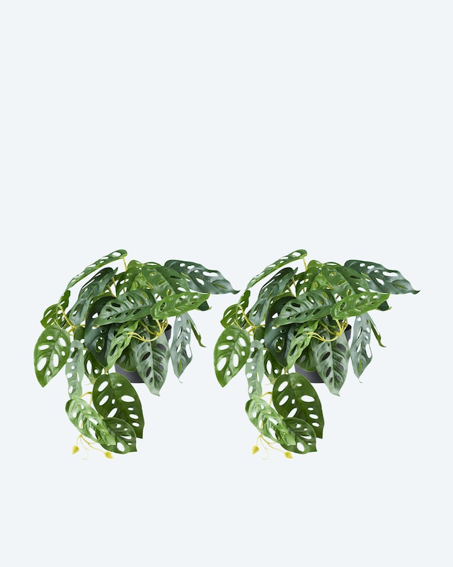 Monstera adansonii Hängepflanze im Topf