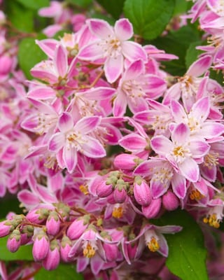Produktabbildung 1 für Deutzia "Perle Rose"