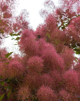 Produktabbildung 1 für Cotinus "Royal Purple"
